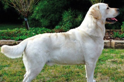 Arroser the Labrador