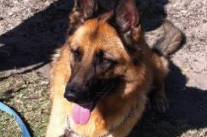 Axel the German Shepard