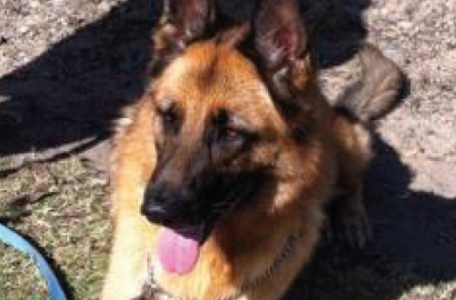 Axel the German Shepard