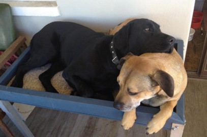 Bindi & Bella