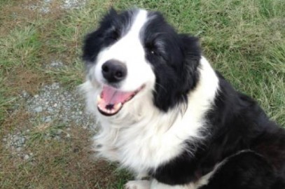Kaz the Border Collie