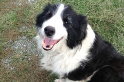 Kaz the Border Collie