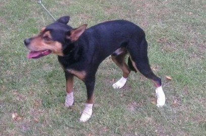 Our Kelpie