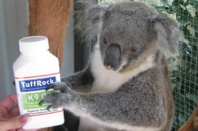 Truganinni the Koala