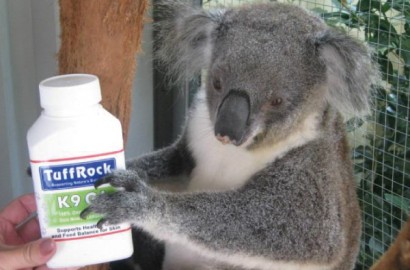 Truganinni the Koala