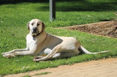 Marley the Irish Wolfhound