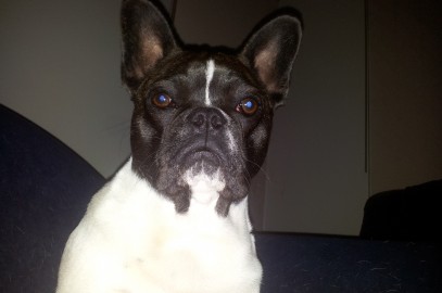Max the Bulldog – K9 Joint Formula