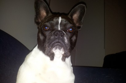 Max the Bulldog – K9 Joint Formula
