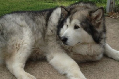 Our Alaskan Malamutes