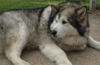 Our Alaskan Malamutes