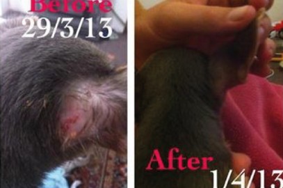 Mini Paws Animal Rescue