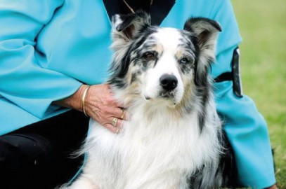 Splash the Australian Shepard