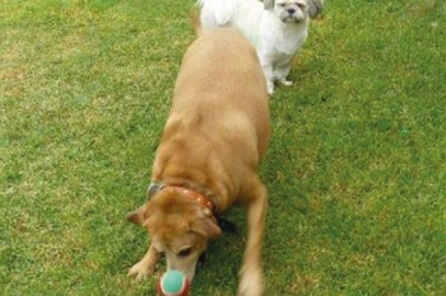 Tarja the Ridgeback