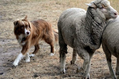 Diane Leitch – President of Hastings and District Obedience Club