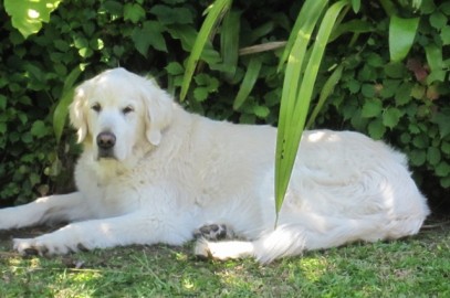 Molly – 12 y.o. Labrador